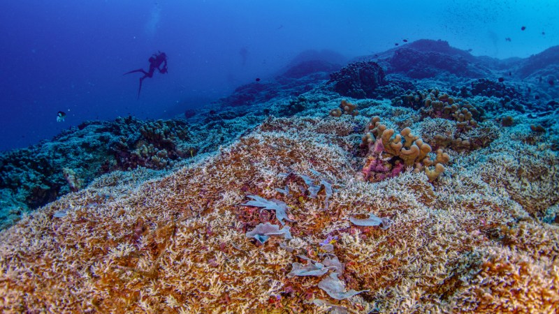 a diver swims over a colorful coral reef